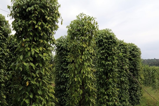 Giá tiêu hôm nay 12/10: Chốt tuần ở sát đỉnh 150.000 đồng/kg