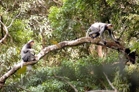Voọc kêu… vọng tiếng rừng