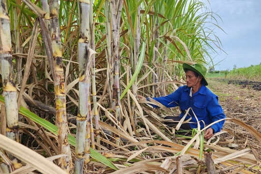 Nông dân Duy Xuyên vươn lên làm giàu từ cây mía