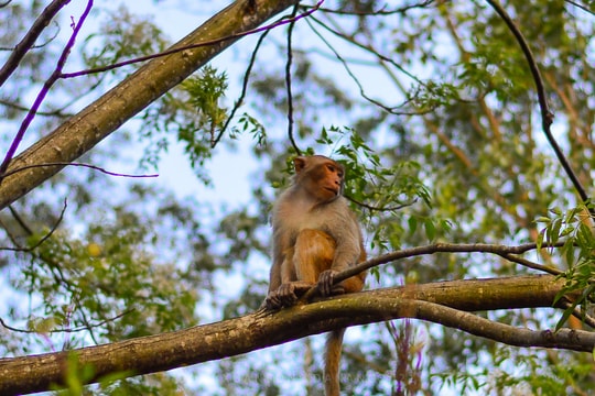 Giải cứu một cá thể khỉ bị mắc bẫy tại bán đảo Sơn Trà