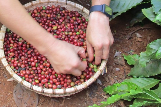 Giá cà phê hôm nay 14/10/2025: Sắc xanh quay trở lại, tăng sát đỉnh 115.000 đồng