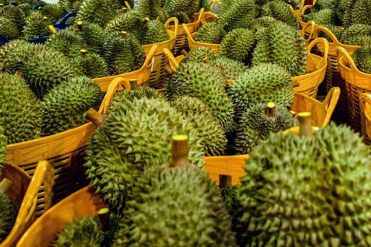 Giá sầu riêng hôm nay 13/10: Sầu Thái VIP vẫn giữ đỉnh 120.000 đồng/kg