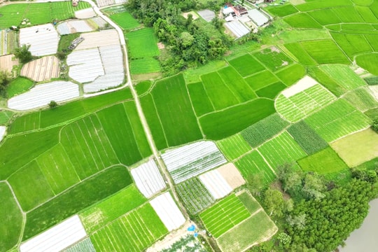 Tây Hồ phát triển kinh tế nông nghiệp bền vững