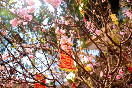 Lịch nghỉ Tết Bính Ngọ 2026 của cán bộ, công chức