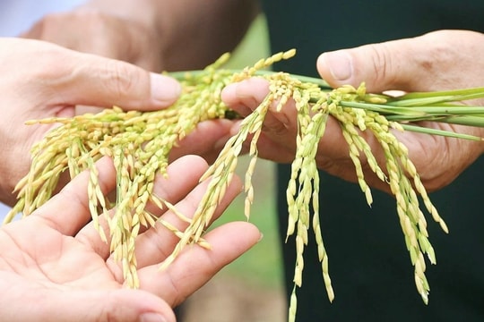 Giá lúa gạo hôm nay 15/10: Giá ít biến động
