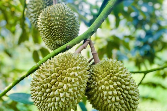 Giá sầu riêng hôm nay 15/10: Thị trường ổn định, hàng đẹp vẫn giữ giá cao