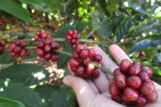 Giá cà phê hôm nay 16/10/2025: Arabica lao thẳng đứng, giảm gần 1.51% sau tin đàm phán Brazil-Mỹ