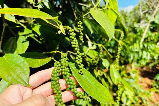 Giá tiêu hôm nay 16/10: Đồng Nai tăng nhẹ trước "con gió lạnh" từ thị trường quốc tế