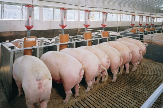 Giá heo hơi hôm nay 17/10: Ba miền lặng sóng, giữ ở ngưỡng 50.000 - 54.000 đồng/kg