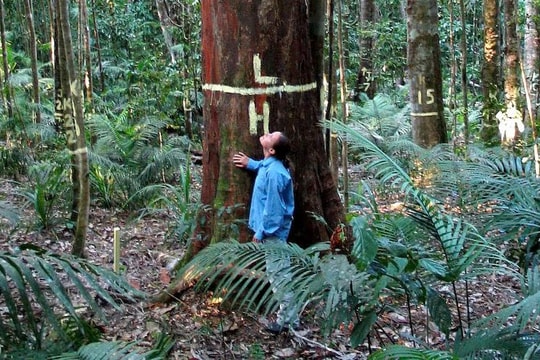 Rừng mưa Queensland: từ “bể chứa” thành nguồn phát thải carbon?