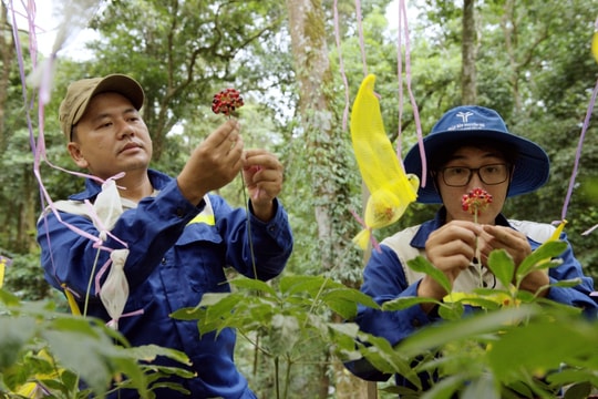 Phê duyệt đơn giá cây giống sâm Ngọc Linh 1 năm tuổi 155.000 đồng/cây