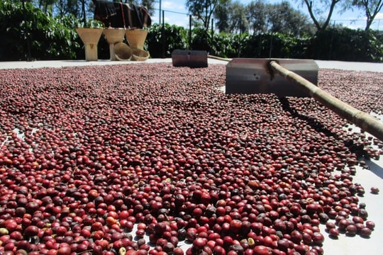 Giá cà phê hôm nay 19/10/2025: Giá cà phê "đứng vững" 114.500 đồng/kg