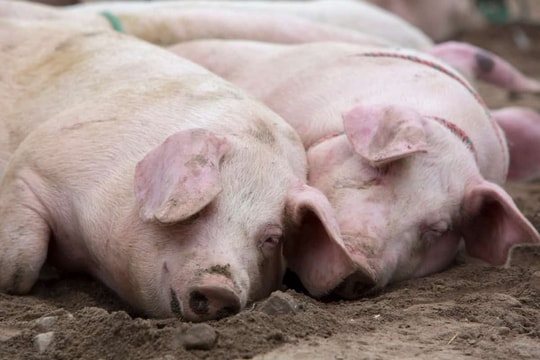 Giá heo hơi hôm nay 19/10: "Im lìm", miền Nam dẫn đầu, miền Bắc vững vàng