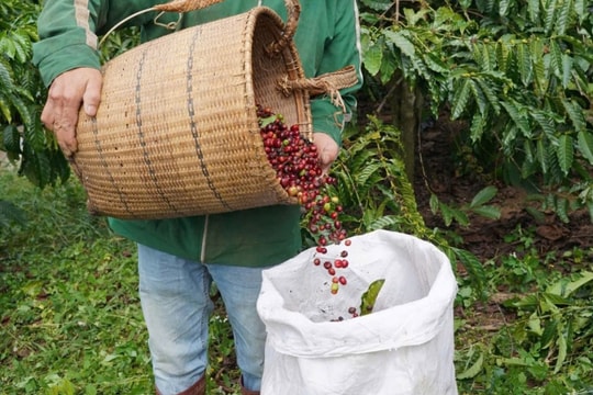 Giá nông sản hôm nay 21/10: Thị trường cà phê ổn định , tiêu tăng nhẹ lên đỉnh mới