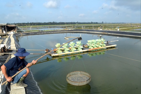 Để hạn chế thiệt hại nuôi tôm mùa bão lũ