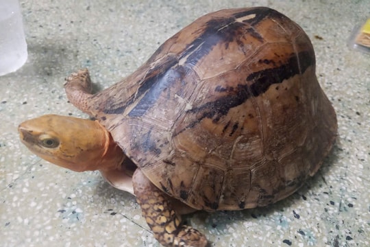 Công an phường Điện Bàn Đông bàn giao cá thể rùa quý hiếm cho kiểm lâm