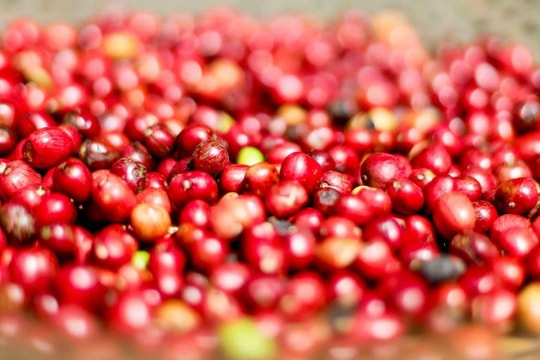 Giá cà phê hôm nay 22/10: Sắc xanh bao phủ, tăng sát nút 116.000 đồng