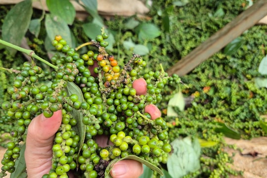 Giá tiêu hôm nay 22/10: Thị trường tiếp tục xả hơi