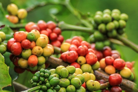 Giá cà phê hôm nay 24/10: Giá Robusta giảm gần 4%, Arabica giảm theo sau