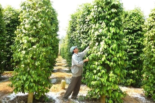 Giá tiêu hôm nay 24/10: Giá nội địa quay đầu giảm mạnh, tiêu đen xuất khẩu tăng gần 36%