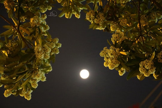 Những mùa hoa thơm nồng ký ức