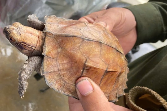Cứu hộ cá thể rùa quý hiếm bị lũ cuốn, thả về rừng tự nhiên