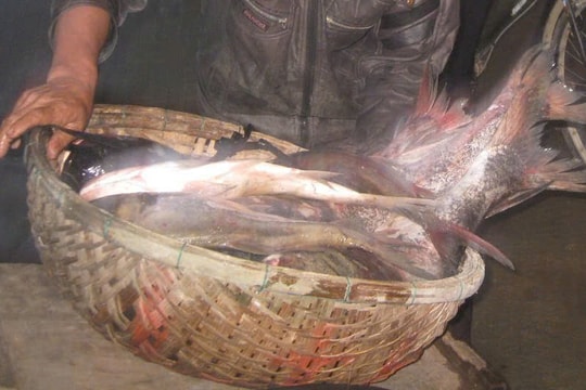 Mùa cá từ... hồ Phú Ninh