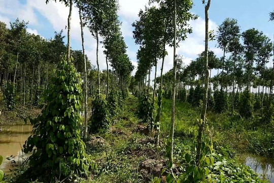 Giá tiêu hôm nay 28/10/2025: 'Neo' kịch trần 145.000 đồng/kg