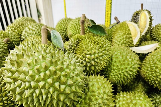 Giá sầu riêng hôm nay 28/10: Nhiều kho tăng giá trở lại
