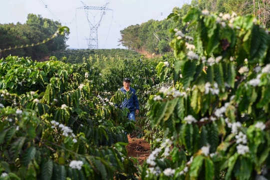 Giá cà phê hôm nay 29/10: Hạn hán Brazil “châm ngòi”, giá robusta Việt “nín thở” chờ đỉnh mới