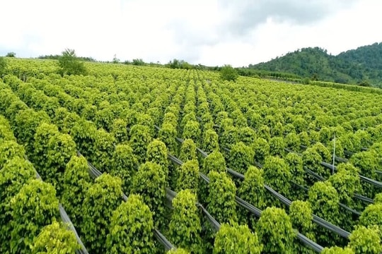 Giá tiêu hôm nay 29/10/2025: Việt Nam “ôm trọn” 21,9% tiêu Indonesia