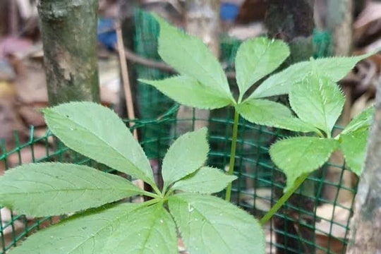 Phát huy tiềm năng trồng cây dược liệu tại Núi Chúa