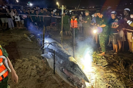 Xác cá voi 3m dạt vào bờ biển Nguyễn Tất Thành