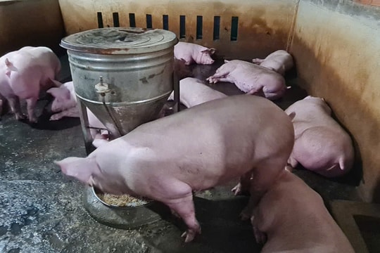 Giá heo hơi hôm nay 30/10: Quảng Trị, Huế, Đà Nẵng "rớt sàn" 1.000 đồng/kg