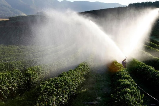 Giá tiêu hôm nay 30/10: Thị trường "lặng như tờ", chờ tín hiệu mới