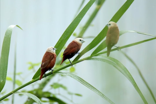 Những cánh chim Di bên sông Hàn