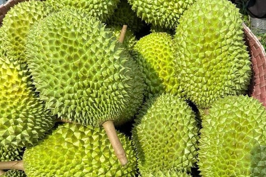 Giá sầu riêng hôm nay 31/10: Giảm nhẹ tại nhiều vùng