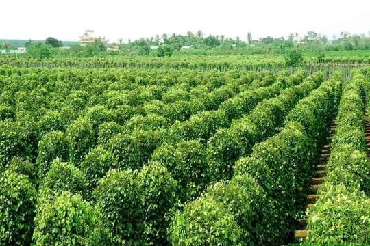 Giá tiêu hôm nay 3/11: Nhập khẩu 36.000 tấn với 225,7 Triệu USD