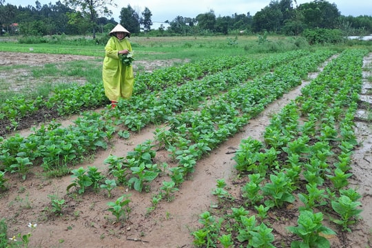 Nông nghiệp sinh thái ở vùng ven thành phố