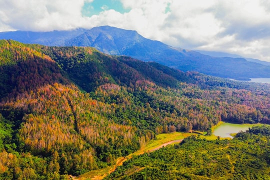 Rừng phong hương vào mùa thay lá