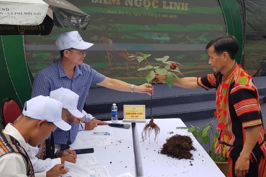 Hoàn thiện cơ chế để đưa sâm Ngọc Linh trở thành thương hiệu quốc gia