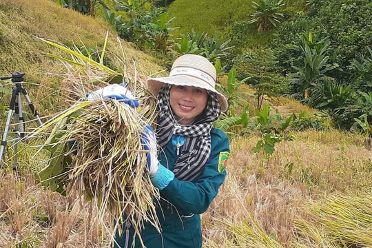 Xã La Êê giúp dân thu hoạch lúa rẫy trước bão số 13