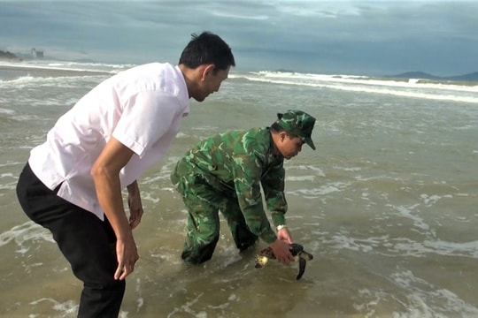 Xã Thăng An phối hợp thả 2 động vật quý hiếm về môi trường tự nhiên