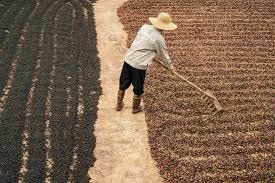 Giá cà phê hôm nay 6/11/2025: Tăng 200 - 400 đồng/kg sau phiên giảm