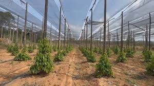 Giá tiêu hôm nay 6/11/2025: Giữ vững mức giá cạnh tranh
