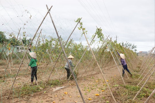 Nông dân khôi phục sản xuất vụ mùa mới