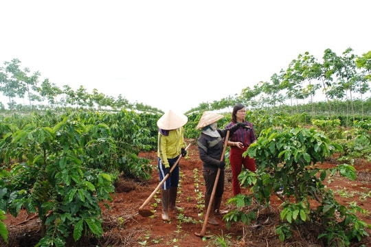Giá tiêu hôm nay 7/11/2025: 'Kim Cương Đen' tiếp tục ổn định giá