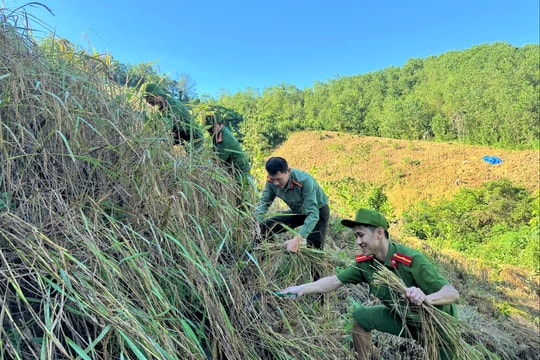 Công an, dân quân xã Đắc Pring giúp dân thu hoạch lúa