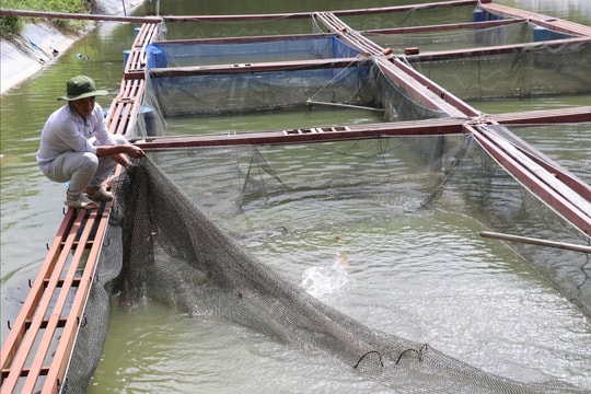 Đảm bảo cung ứng nguồn giống thủy sản nước ngọt chất lượng