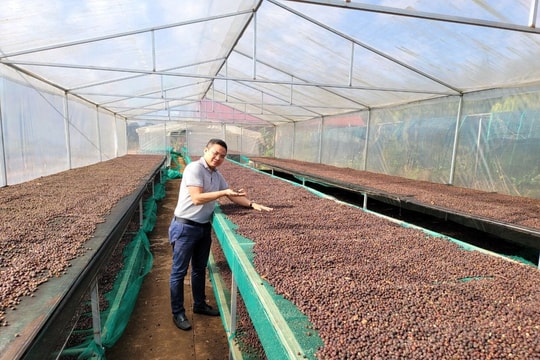 Giá cà phê hôm nay 10/11/2025: Tăng áp sát mốc đỉnh mới 119.700 đồng